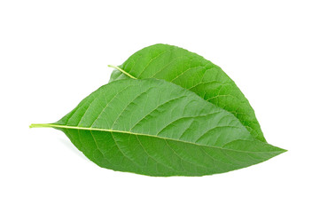 Obraz premium Adhatoda vasica or medicinal Basak leaf