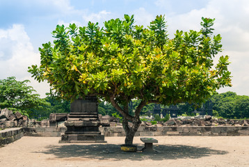 A tree amongst the ruins at the Prambanan Hindu temple, Central Java, Indonesia.