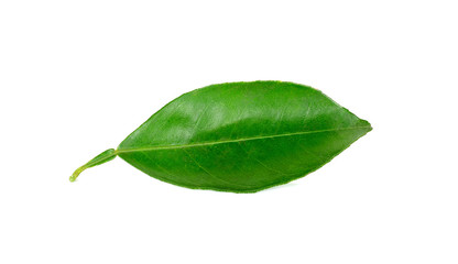 Citrus leaves isolated on a white background
