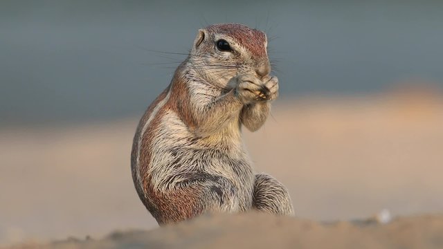 Ground squirrel (Xerus inaurus) feeding, Kalahari desert, South Africa