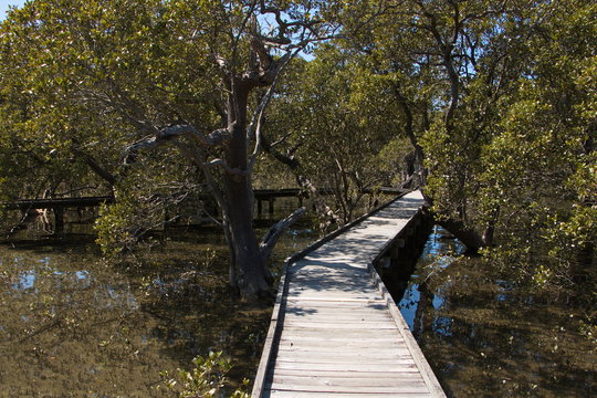 Mangrovenwald in Australien