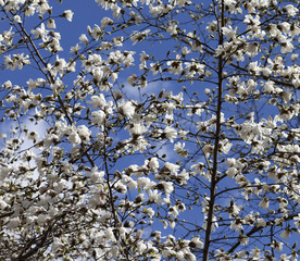 Spring blooming magnolia