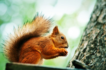Fototapeta premium Red squirrel sitting on feeder and eating nut