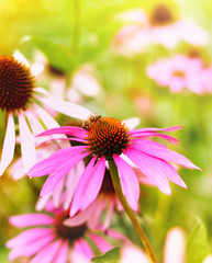 Red coneflowers or purple coneflowers in the sunlight. Sun and wild spring flowers with copy space. Summer wildflowers with smooth light and sunbeam. Golden light and pink flowers.