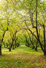 Fototapeta premium Apple orchard. Museum-Reserve 