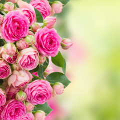 border of  fresh pink roses close up