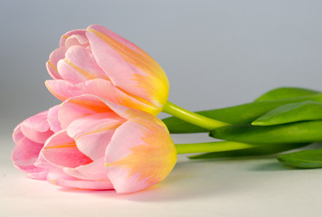 Obraz premium яркие весенние солнечные тюльпаны