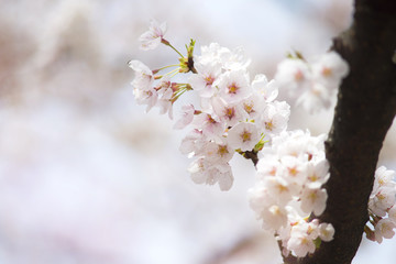 The beautiful cherry blossom Sakura