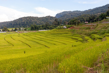 Obraz premium Green and yellow step/terraced rice field in Chiangmai, Thailand