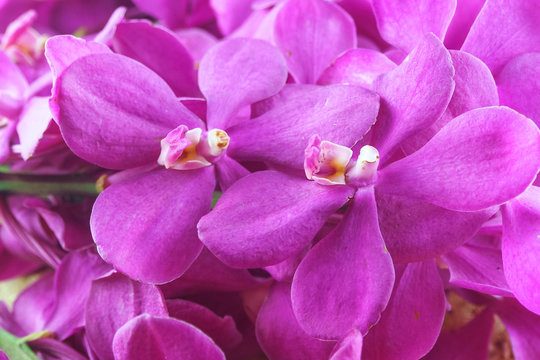 abstract pink purple orchid flower close up