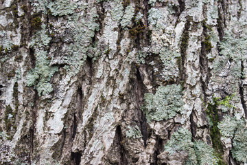 Obraz premium Texture or background of tree bark
