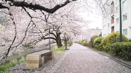 Sakura blossom in the city