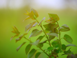 Beautiful green leaves