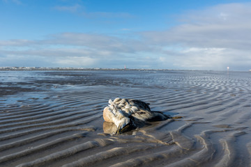 toter Vogel Nordsee