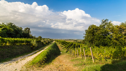 Fototapeta premium grapevine field in the italian countryside