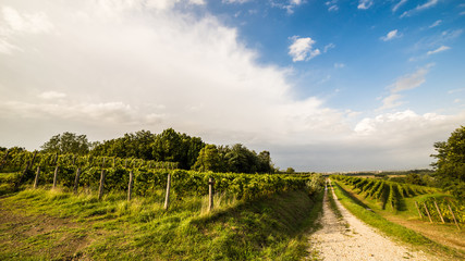 Naklejka premium grapevine field in the italian countryside