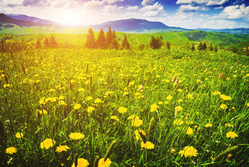 Carpathian flowering valley