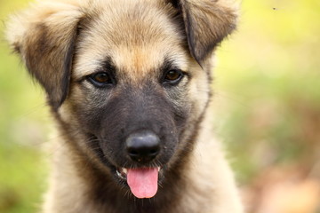 Close-up Portrait of Lovely Puppy Dog