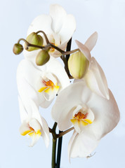 Fototapeta na wymiar Orchid against blue background