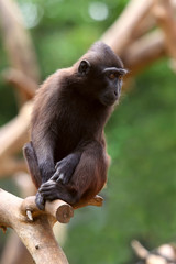 Naklejka na ściany i meble Black Macaque