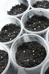 Seeds for seedlings lie on soil in plastic glasses