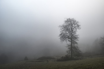 Fototapeta na wymiar Moody dramatic foggy forest landscape Spring Autumn Fall