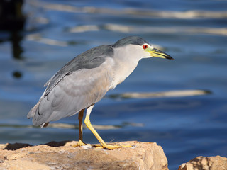 Night-Heron