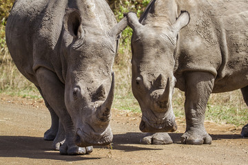 Fototapeta premium Southern white rhinoceros in Kruger National park, South Africa