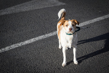 Dog on Collar and Leash in the Street