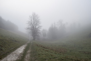 Fototapeta na wymiar Moody dramatic foggy forest landscape Spring Autumn Fall