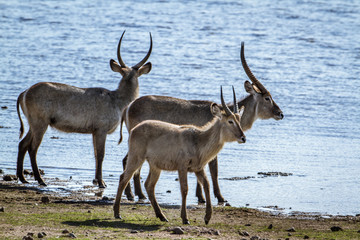 Waterbuck in Kruger National park, South Africa