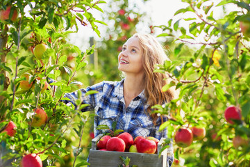 Beautiful young woman picking ripe organic apples