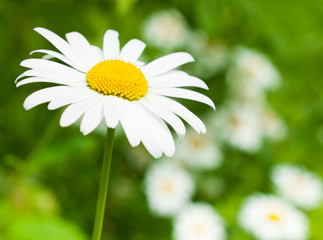 Obraz premium Large daisies