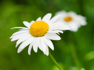 Obraz premium Large daisies