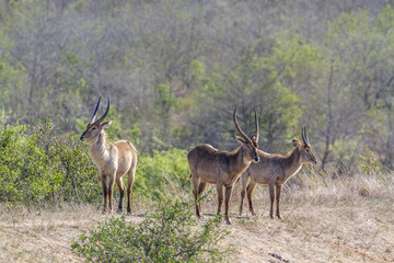 Naklejka na ściany i meble Waterbuck in Kruger National park, South Africa