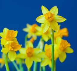 Beautiful yellow daffodil (Narcissus) against blue background