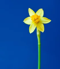 Wall murals Narcissus One yellow flower of daffodil (Narcissus) against blue background
