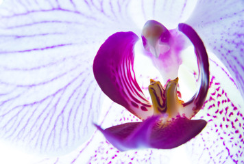 Flower of beautiful orchid, macro