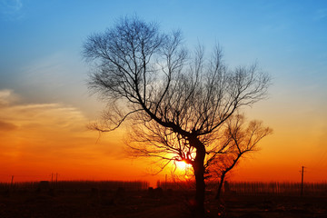 Fototapeta na wymiar In the evening, the tree silhouette, very beautiful