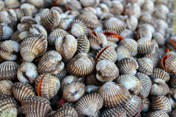 fresh cockles background