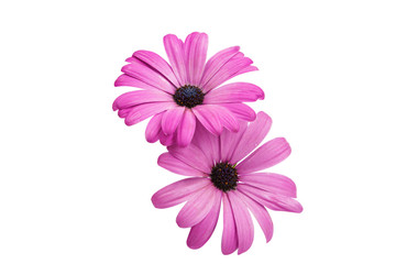 Osteosperumum Flower Daisy Isolated