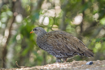 Natal francolin in Kruger National park, South Africa
