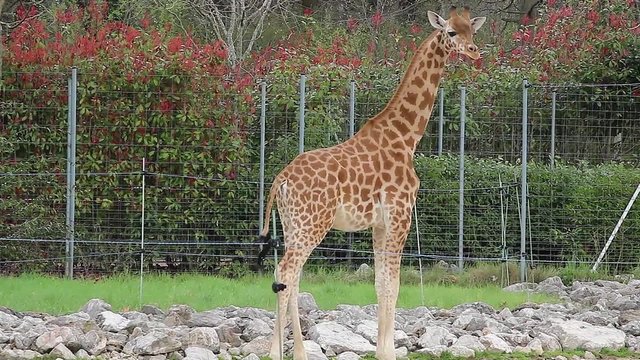 Young Giraffe In The Zoo Safari Park