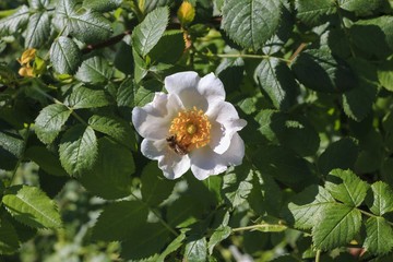 Flower Rosa Canina