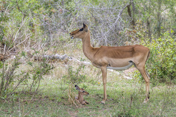 Obraz na płótnie Canvas Impala in Kruger National park, South Africa