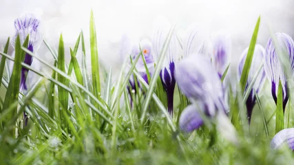Selbstklebende Fototapeten Frühlingswiese mit Krokussen © rethmanndesign