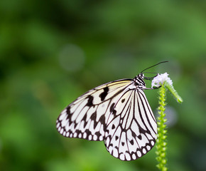 Fototapeta premium Schmetterling in der Natur