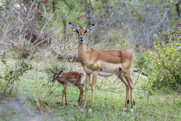 Naklejka na ściany i meble Impala in Kruger National park, South Africa
