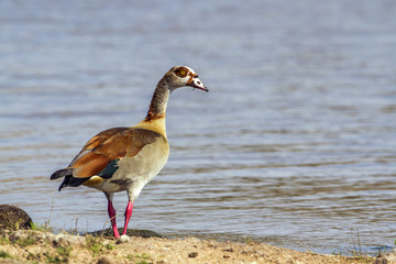 Egyptian Goose in Kruger National park, South Africa