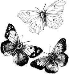 Crédence de cuisine en verre imprimé Papillon Vintage drawing butterfly